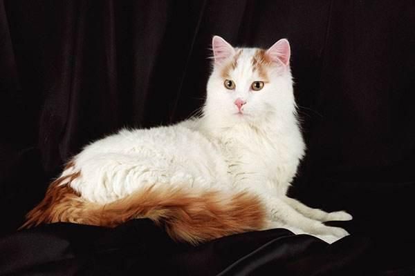 世界10大最好看的猫咪，波斯猫和布偶猫上榜，你最喜欢哪个？