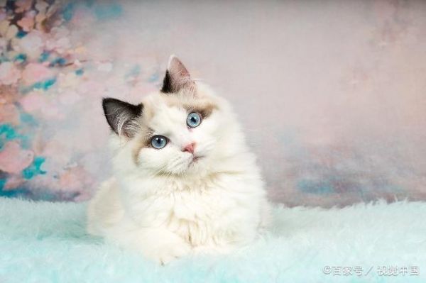三个漂亮的品种猫，身边很少有人养，一看价格才知道是土豪养的猫