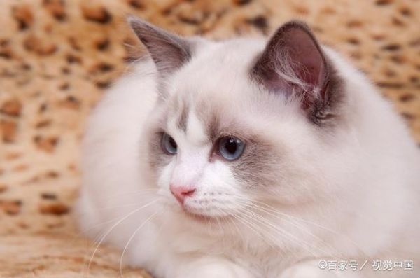 三个漂亮的品种猫，身边很少有人养，一看价格才知道是土豪养的猫