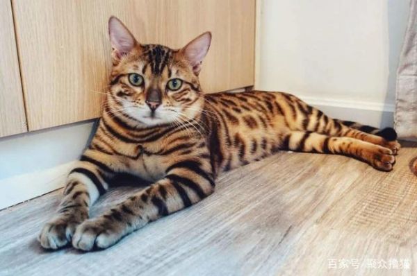 三个漂亮的品种猫，身边很少有人养，一看价格才知道是土豪养的猫