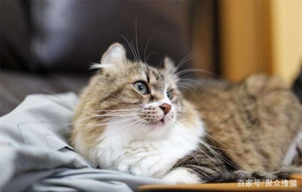 三个漂亮的品种猫，身边很少有人养，一看价格才知道是土豪养的猫