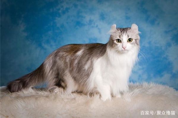 三个漂亮的品种猫，身边很少有人养，一看价格才知道是土豪养的猫