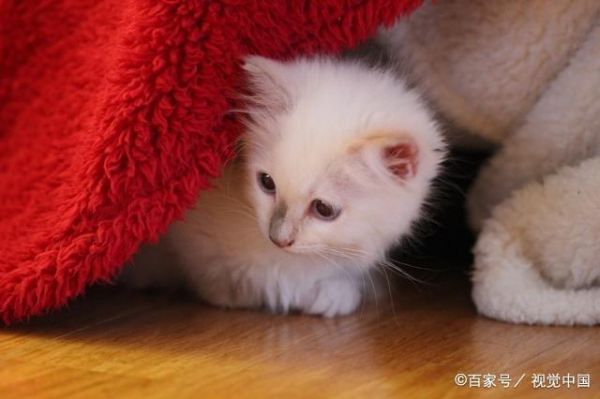 三个漂亮的品种猫，身边很少有人养，一看价格才知道是土豪养的猫