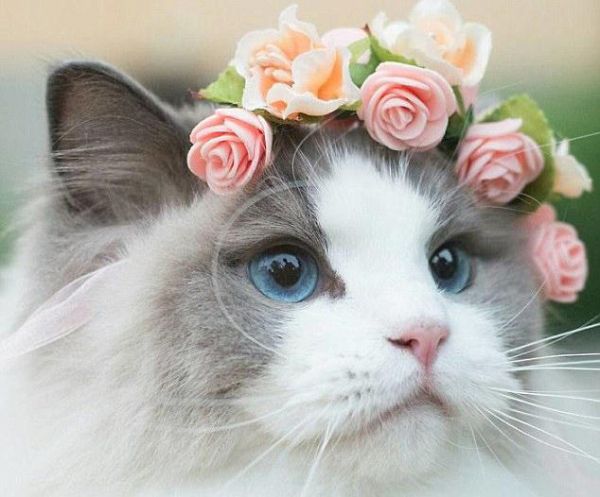 世界上最好看的4大美猫，拥有一只包你爱不释手，网友：人不如猫