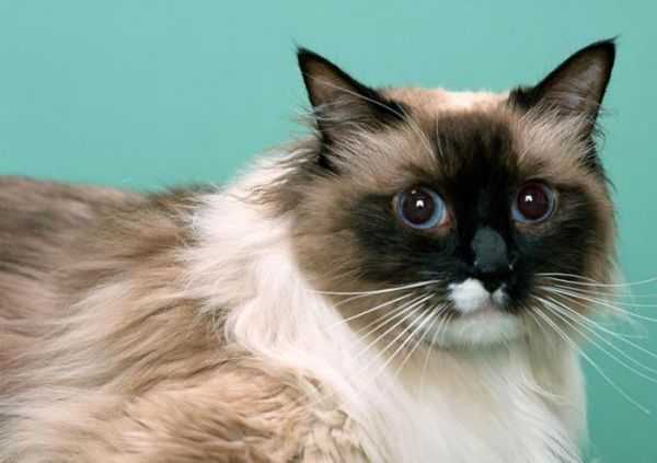 世界上最好看的4大美猫，拥有一只包你爱不释手，网友：人不如猫