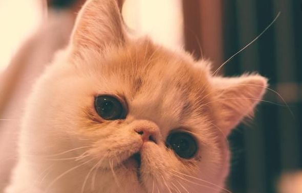 世界上最好看的4大美猫，拥有一只包你爱不释手，网友：人不如猫
