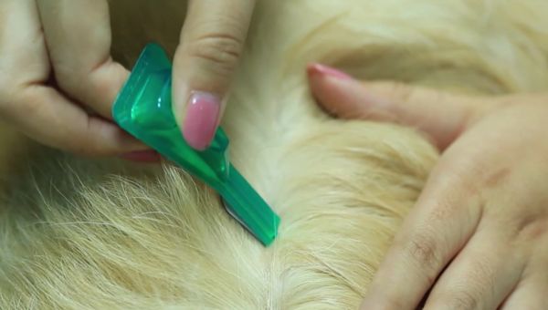 狗驱虫药可以给猫吃吗？一定要了解