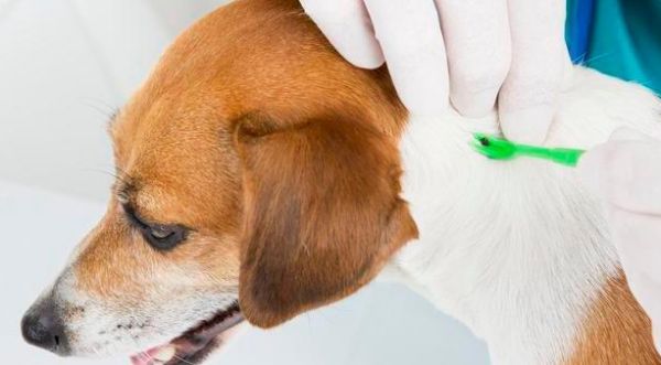 狗驱虫药可以给猫吃吗？一定要了解