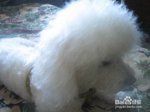 短毛小宠物狗怎么养好