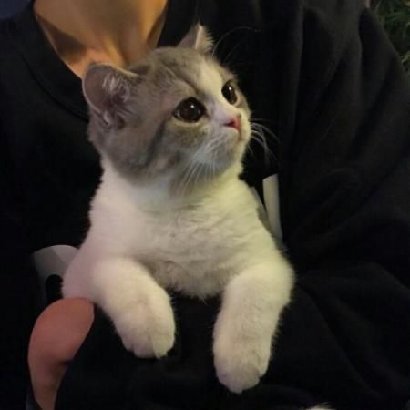 抱着猫的男生头像