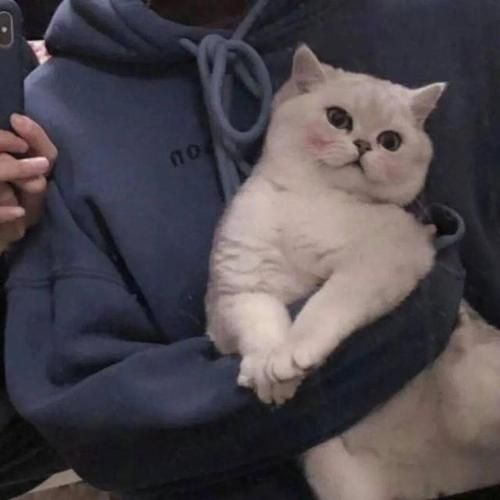 抱着猫的男生头像