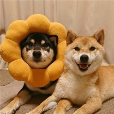微信头像动物可爱超萌
