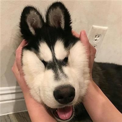 萌宠狗狗搞笑头像男生