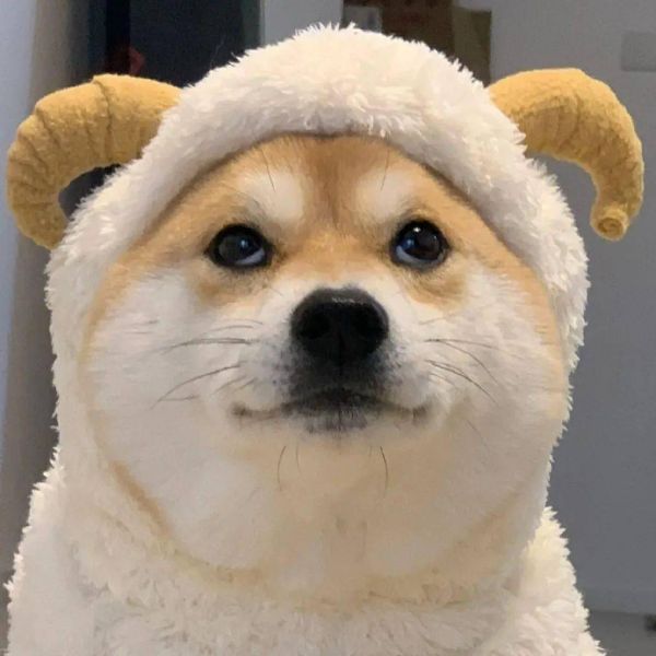 萌宠头像好看的皮囊你养不起