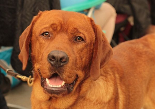 忠诚狗狗拉布拉多犬图片 拉布拉多寻回犬图片