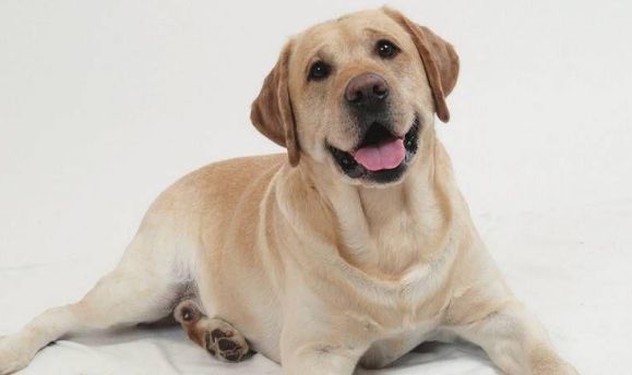 了解拉布拉多犬「一分钟了解拉布拉多犬」