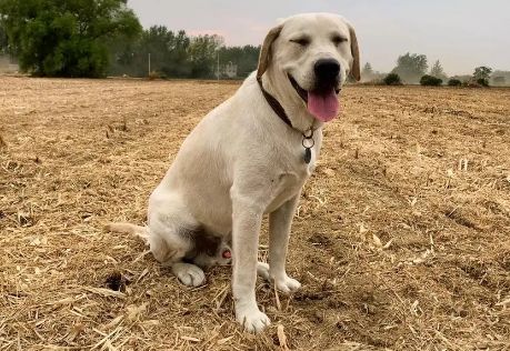 了解拉布拉多犬「一分钟了解拉布拉多犬」