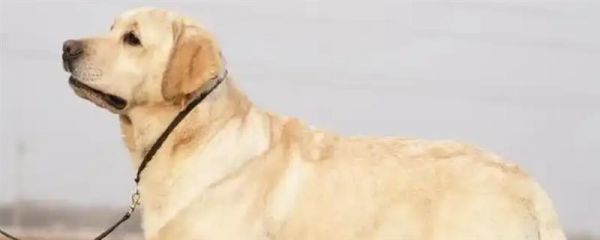 拉布拉多犬的简介，性情温和且忠诚
