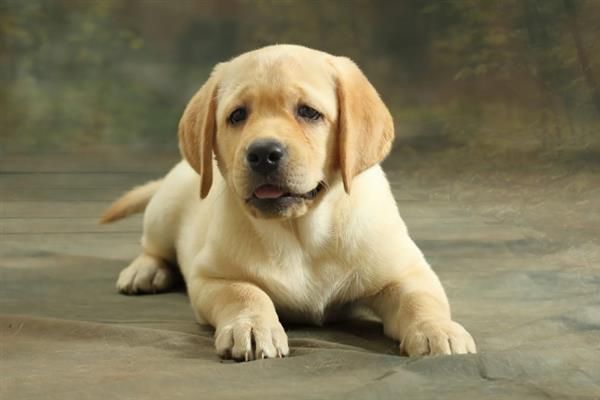 拉布拉多犬的简介，性情温和且忠诚
