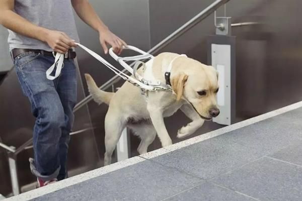 拉布拉多犬的简介，性情温和且忠诚