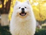 北京哪里有罗威纳 狗狗幼犬出售 全国可发货 健康保障
