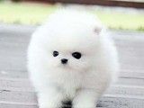 北京宠物养殖基地 出售泰迪犬 幼犬出售 上门挑选 健康保障