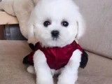 北京哪里有边境牧羊犬 狗狗幼犬出售 高品种狗狗 可视频看宠