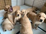 北京贵宾犬多少钱一只 北京哪里有卖贵宾犬