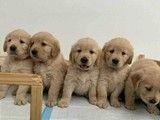 北京柯基犬出售 柯基犬多少钱 宠物基地 品种齐全