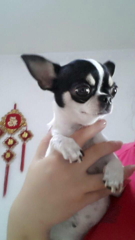 纯种家养超小体宠物狗 袖珍吉娃娃犬幼犬 茶杯狗长