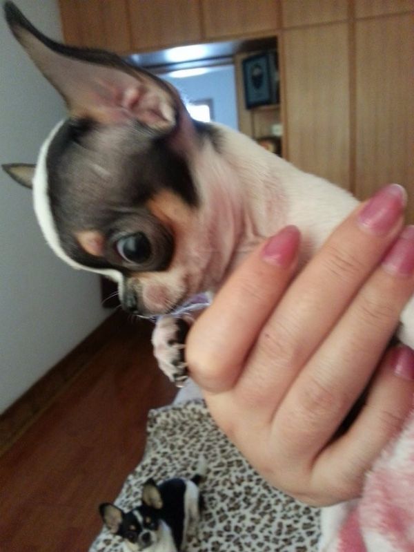 纯种家养超小体宠物狗 袖珍吉娃娃犬幼犬 茶杯狗长