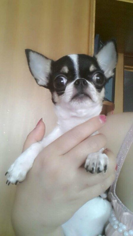 纯种家养超小体宠物狗 袖珍吉娃娃犬幼犬 茶杯狗长