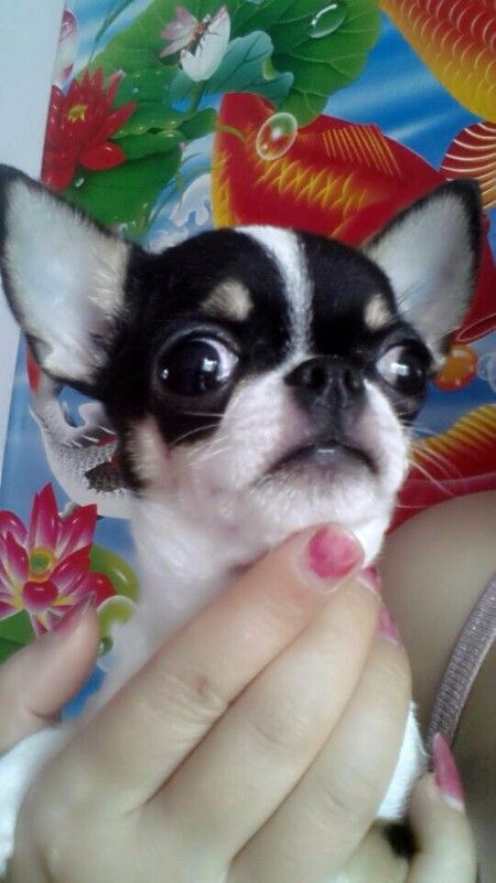 纯种家养超小体宠物狗 袖珍吉娃娃犬幼犬 茶杯狗长