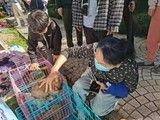 上海黄浦延安东路流浪狗收容所-上海宠物救助领养收养收容中心