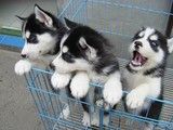 上海柯基犬出售 柯基犬多少钱 宠物基地 品种齐全