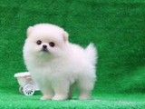 上海贵宾犬出售 贵宾犬多少钱 宠物养殖基地 品种齐全