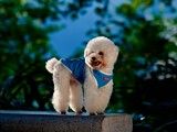 上海金毛犬多少钱一只 上海哪里有卖金毛犬