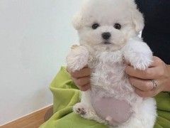 小体比熊宝宝,甜美脸型,大眼睛,低价出售,宠物店实体包健康