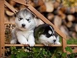 金毛犬多少钱一只 天津高品种狗狗 可视频看宠