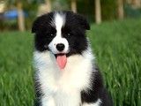 天津宠物养殖基地 出售贵宾犬 上门挑选 健康保障