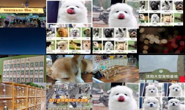 沈阳宠物狗免费领养中心