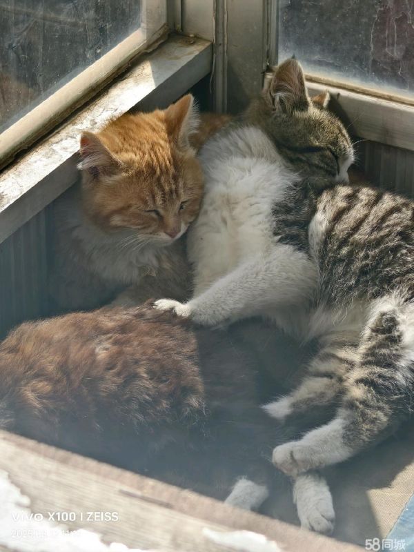 领养猫咪，家里土猫免费领养，各种花色