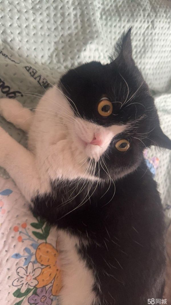 猫咪免费领养！
