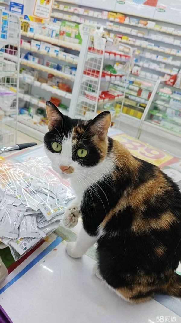 免费赠送猫
