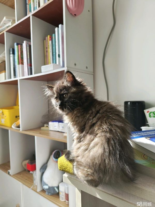 三只小奶猫找领养