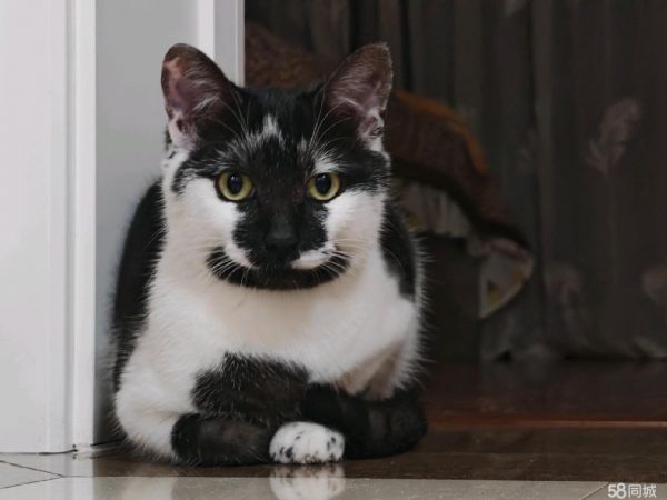 赠送可爱小猫咪