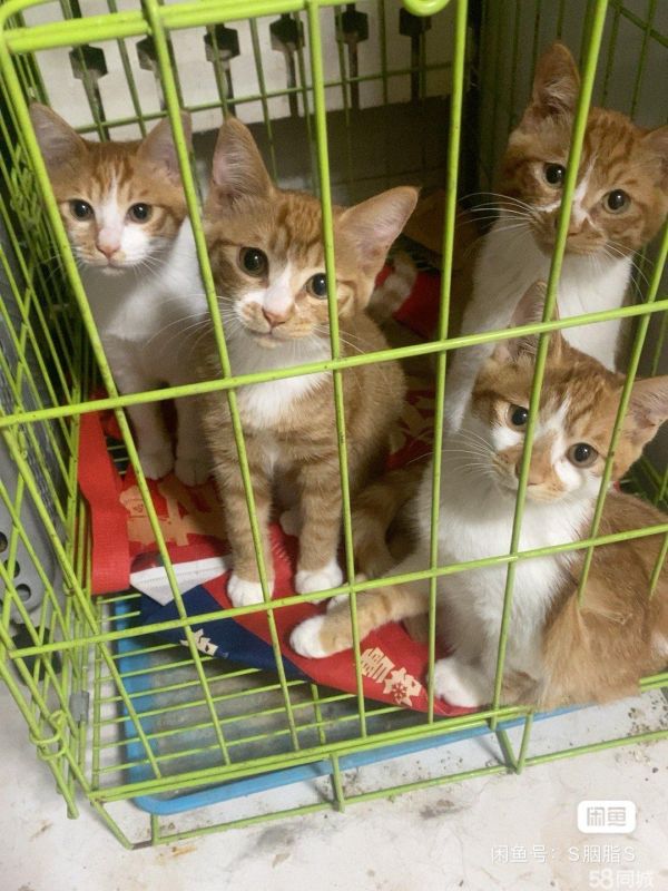 免费赠送家养小猫！