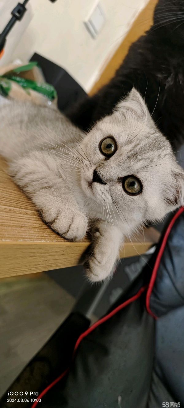 小猫咪找主人，