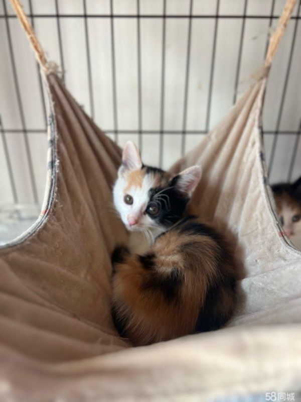 有喜欢三花小猫的吗？可以免费领养，送罐头送猫粮送猫砂盆送饭碗