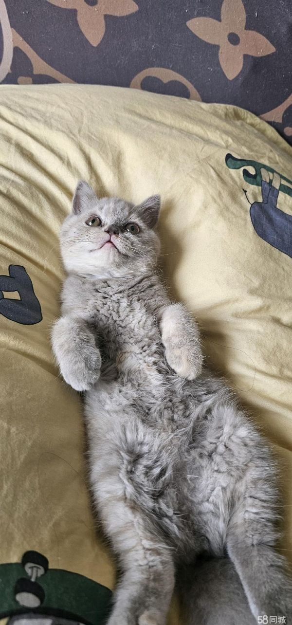 给小猫找新家